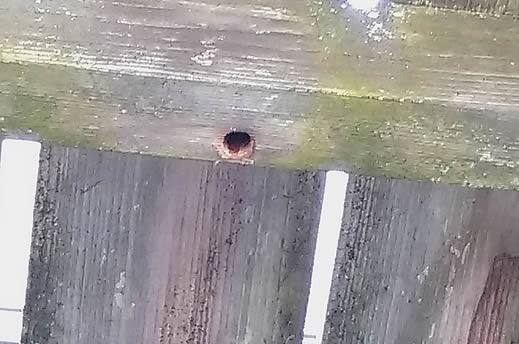 クマバチの巣駆除ウッドデッキ